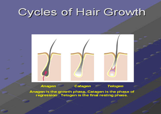 hair cycle.jpg?1323611347069